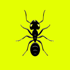 top view of a black ant with white highlights on yellow background