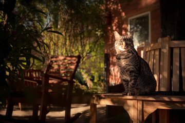Portrait of a gray-brown European Shorthair cat sitting on a bench with an attentive and curious expression. Outside in the garden. Summer day mood with a rocking chair and plants in the background.