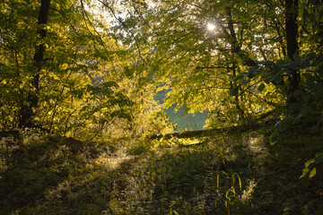 Wald im Sonnenlicht