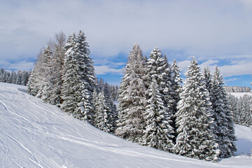 Pine trees at the Seiseralm, winter wonder land