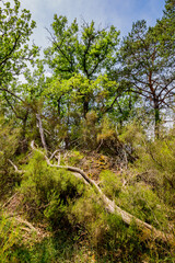 Le colorado Provençal de Rustrel