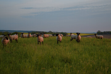 Schafe auf einer Weide bei Sonnenaufgang