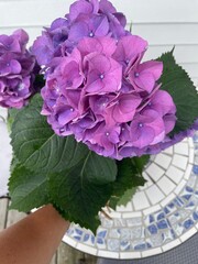 Hand holding bouquet of Purple hydrangea bloom