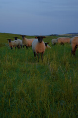 Obraz na płótnie Canvas Schafe auf einer Weide bei Sonnenaufgang