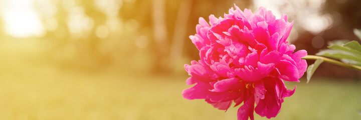pink peony flower head in full bloom on a background of blurred green grass and trees in the floral garden on a sunny summer day. banner. flare