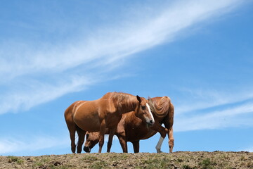 Horses and sky. Horses on top of the mountain with blue sky background.Two wild horses on the ridge of Monte Matanna, Apuan Alps, Verslia. Italy. 