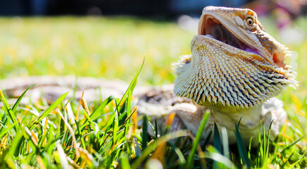 Bearded dragon 