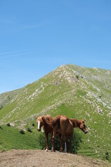 Horses on the mountain. Horses grazing in the mountains of Tuscany.On Monte Matanna in the Apuan Alps, wild horses graze free. Italy. 