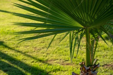 Green tree palm plant on grass. land growth