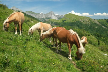 Fototapeta na wymiar Horses grazing in the mountains of Tuscany. On Monte Matanna in the Apuan Alps.