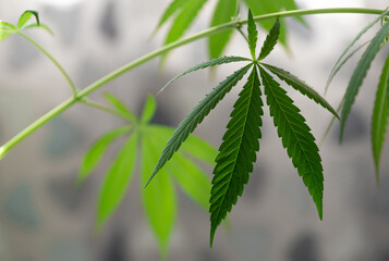 A plant of cannabis on a blurred light background. Selective focus.