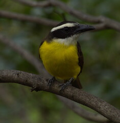 Tropical Kingbird (Tyrannus melancholicus) resting on branch Ecuador