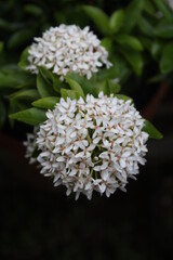 white flowers