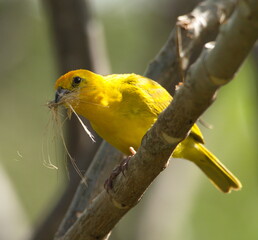 Yellow warbler (Setophaga petechia) holding twigs in beak to build nest Ecuador