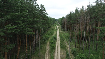 Power lines on concrete pylons in a pine forest