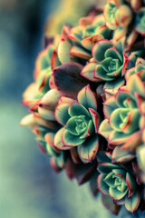 close up of a cactus