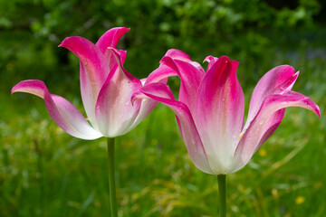 pink and white tulip