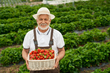 Smiling caucasian farmer in white hat and brown overalls holding basket with ripe strawberries. Senior man standing on outdoors greenhouse with seasonal harvest in hands.