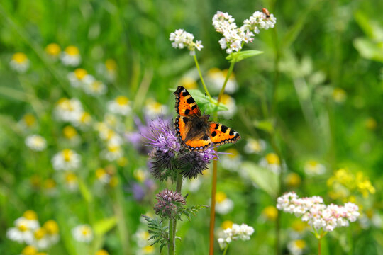 Naturfoto Impression mit Schmetterling Kleiner Fuchs auf lila Blüte von Phacelia und Blumenwiese mit Kamille im Hintergrund - Stockfoto