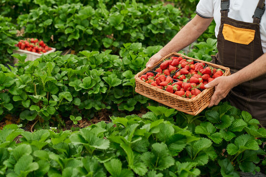 Close up of senior gardener in uniform picking fresh ripe strawberries at greenhouse. Aged man harvesting seasonal berries on fresh air. 