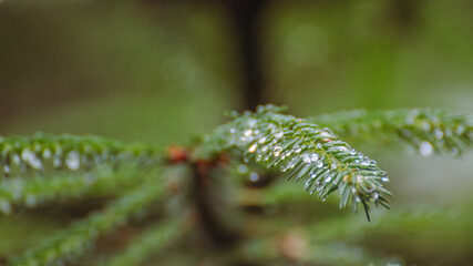 Wassertropfen auf Fichtenzweig
