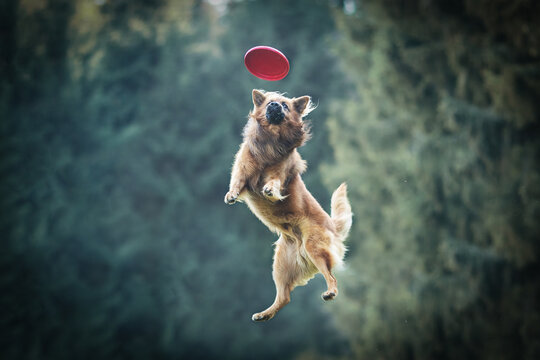 Harzer Fuchs