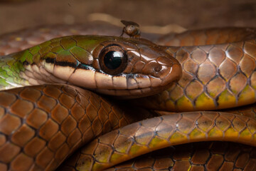 Fototapeta premium Erythrolamprus reginae