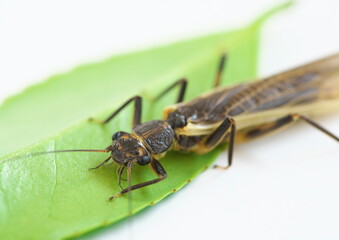 カゲロウの仲間　フライのモデル