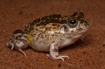 Pleurodema diplolister