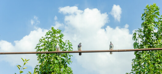 birds on a branch under the blue sky