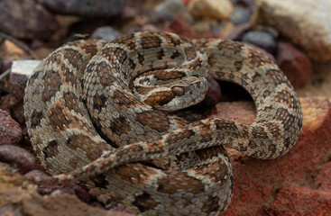 Bothrops erythromelas