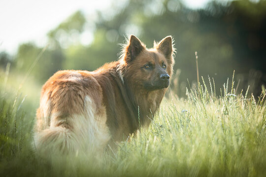 Harzer Fuchs