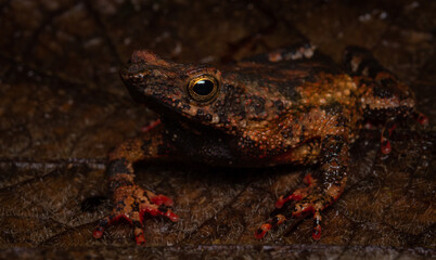 Dendrophryniscus proboscideus