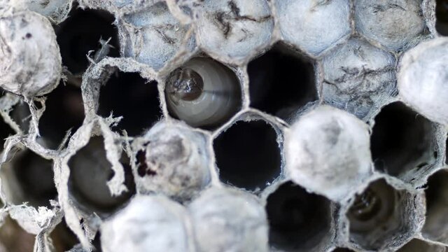 Wasp larva moving in the nest.  Closeup 4k