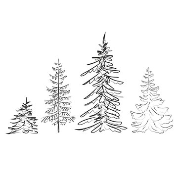 Elegant outline drawing of pine tree, vector illustration