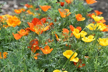 Escholzia californica red and yellow flowers close-up