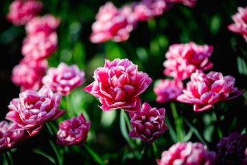Beautiful blossom tulips field. Pink flowers