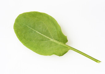 Rumex, acetosa, leaf