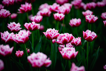 Beautiful blossom tulips field. Pink flowers