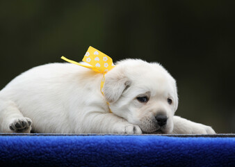 the yellow labrador puppy on the blue