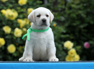 sweet yellow labrador puppy on the blue