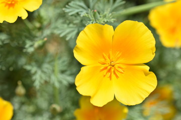 Escholtia Californica red and yellow large flowers macro