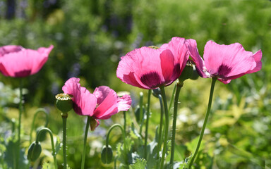 Papaver somniferum