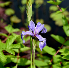 Iris sibirica