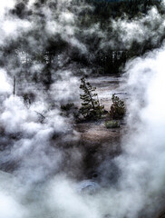 steam rising around tree in Yellowstone