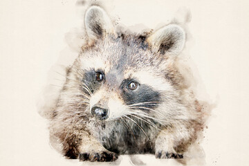 Raccoon with typical facial mask. Aquarelle, watercolor illustration. - obrazy, fototapety, plakaty