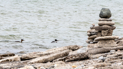 Mergansers swimming near Inukshuks