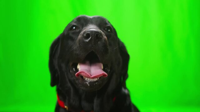 Muzzle of black labrador on green background, close-up of dark retriever dog with open mouth looking in camera. Shooting domestic pet in studio.
