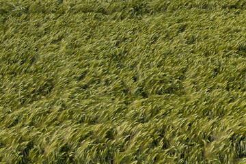 rye field with green unripe rye spikelets