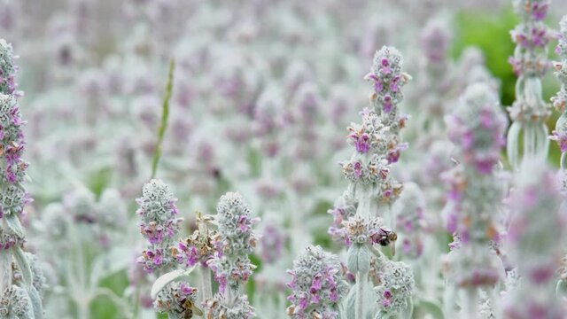 Close up shot of bumblebee or Humble-bee Flying on Verbascum thapsus. Bumblebee on a flower, macro. Insects works in the summer garden. Bee on lavender flower. Slow motion. 4k